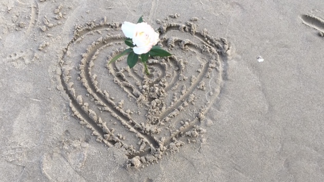 Rose in sand, rectangle