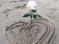 Rose and sand changed. jpg